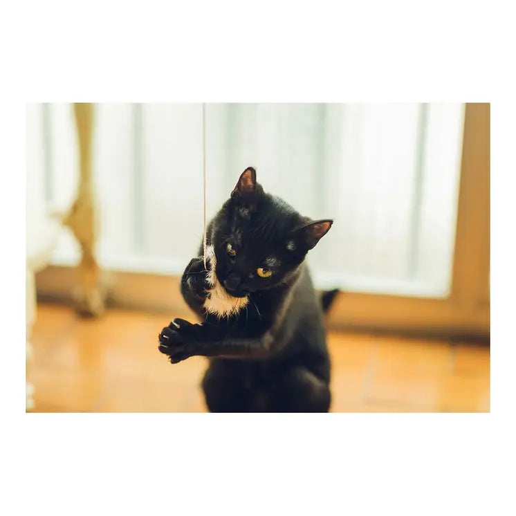 Cat Wand Gloria Gaudí Wood Pompom (6 cm) 🐱🎣