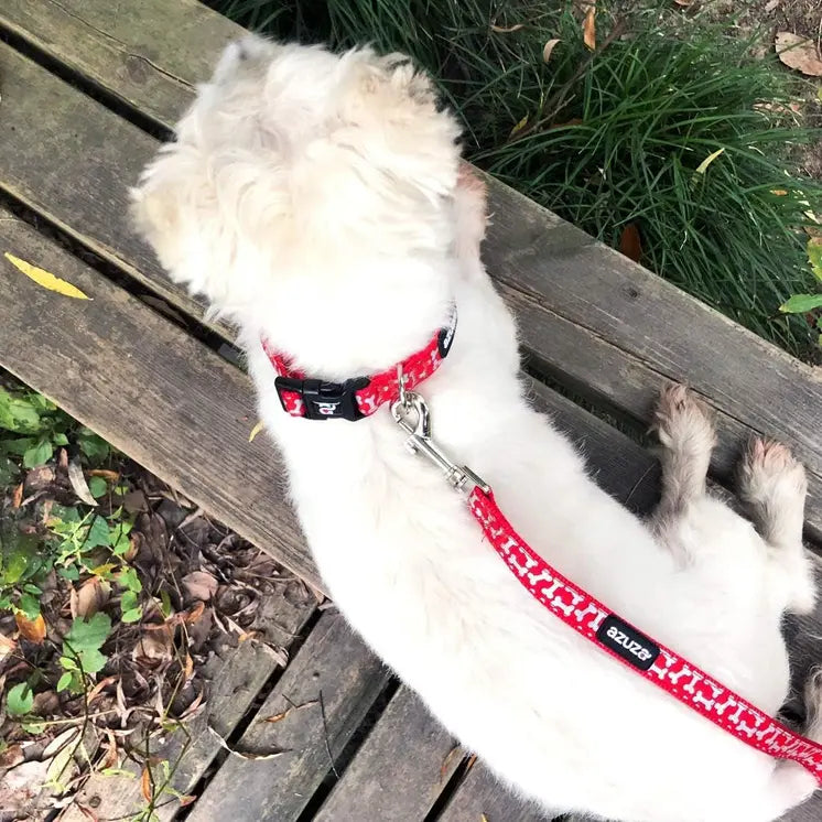 Red Dog Collar & Leash Set